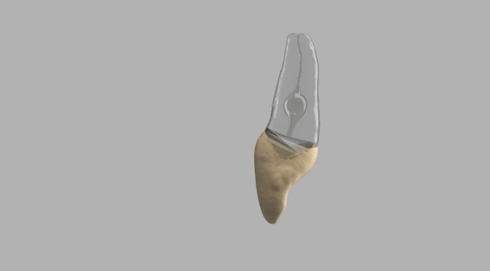 Model zęba BIOMED3D #28